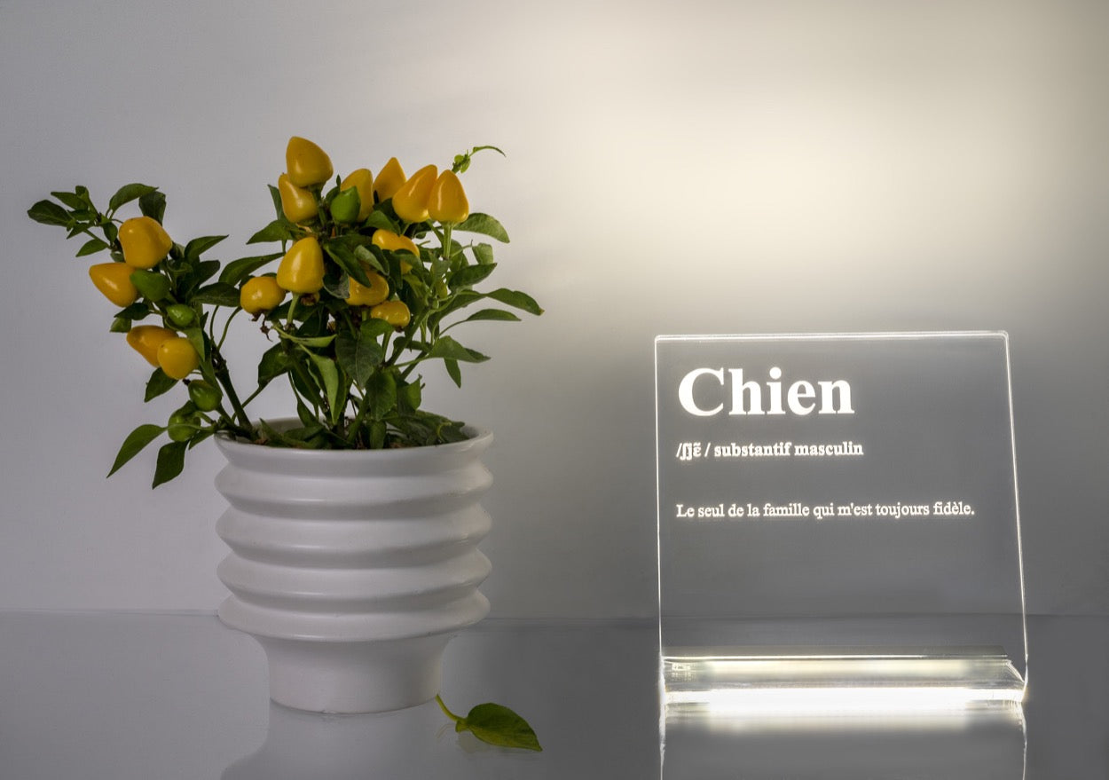 LUCILIO  LAMPADA  "CHIEN"