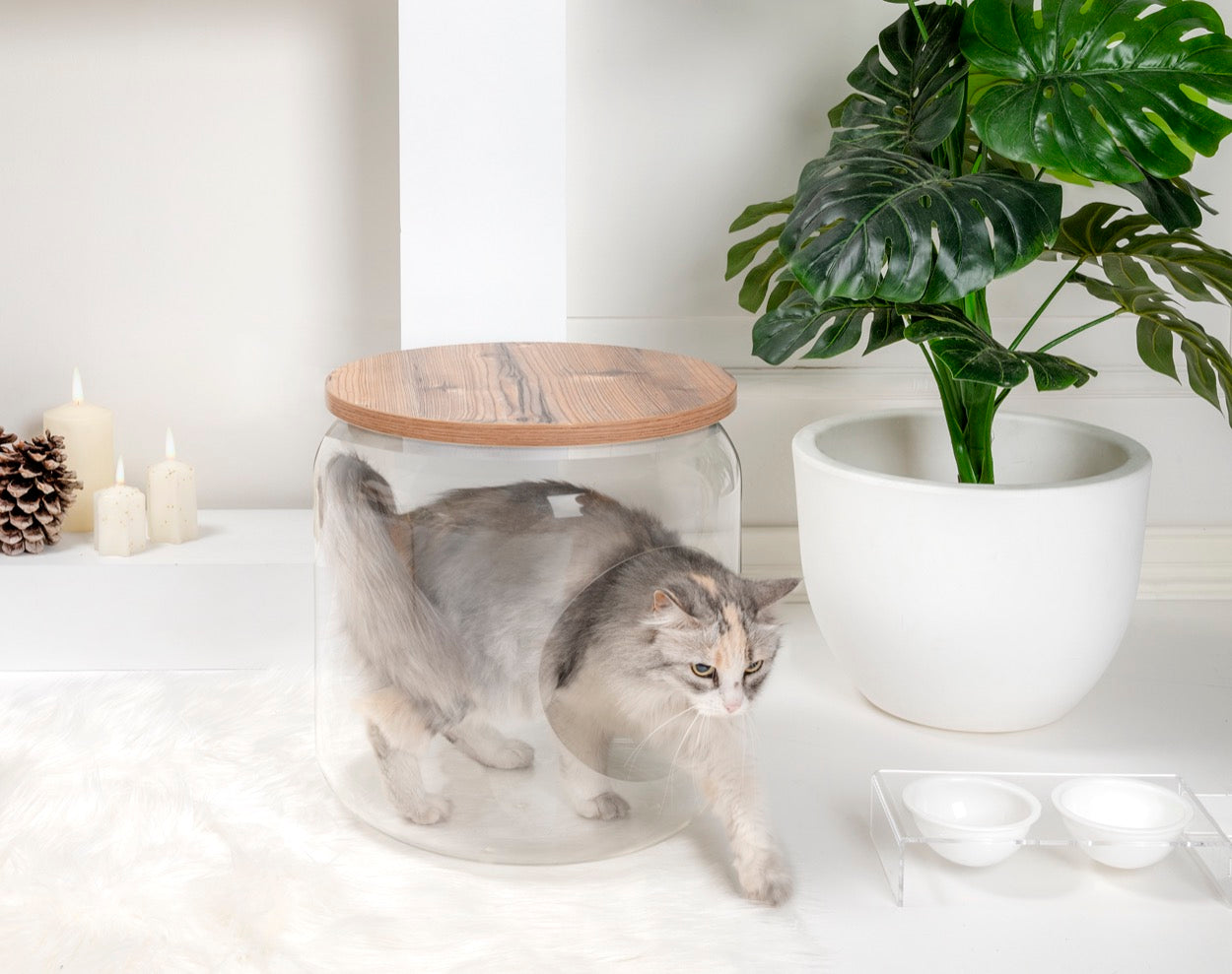 I-PET  CUCCIA  SIT  ROVERE